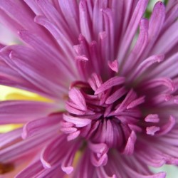 Fuscia-Colored Aster